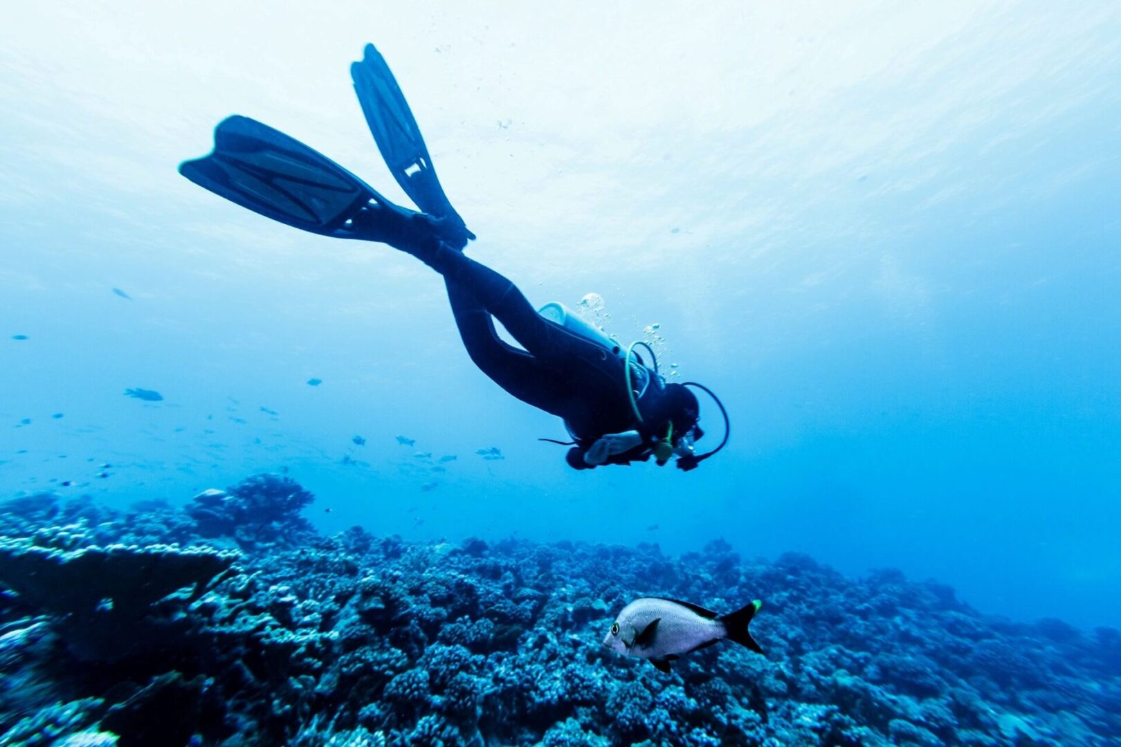 A person in the ocean swimming over some coral.